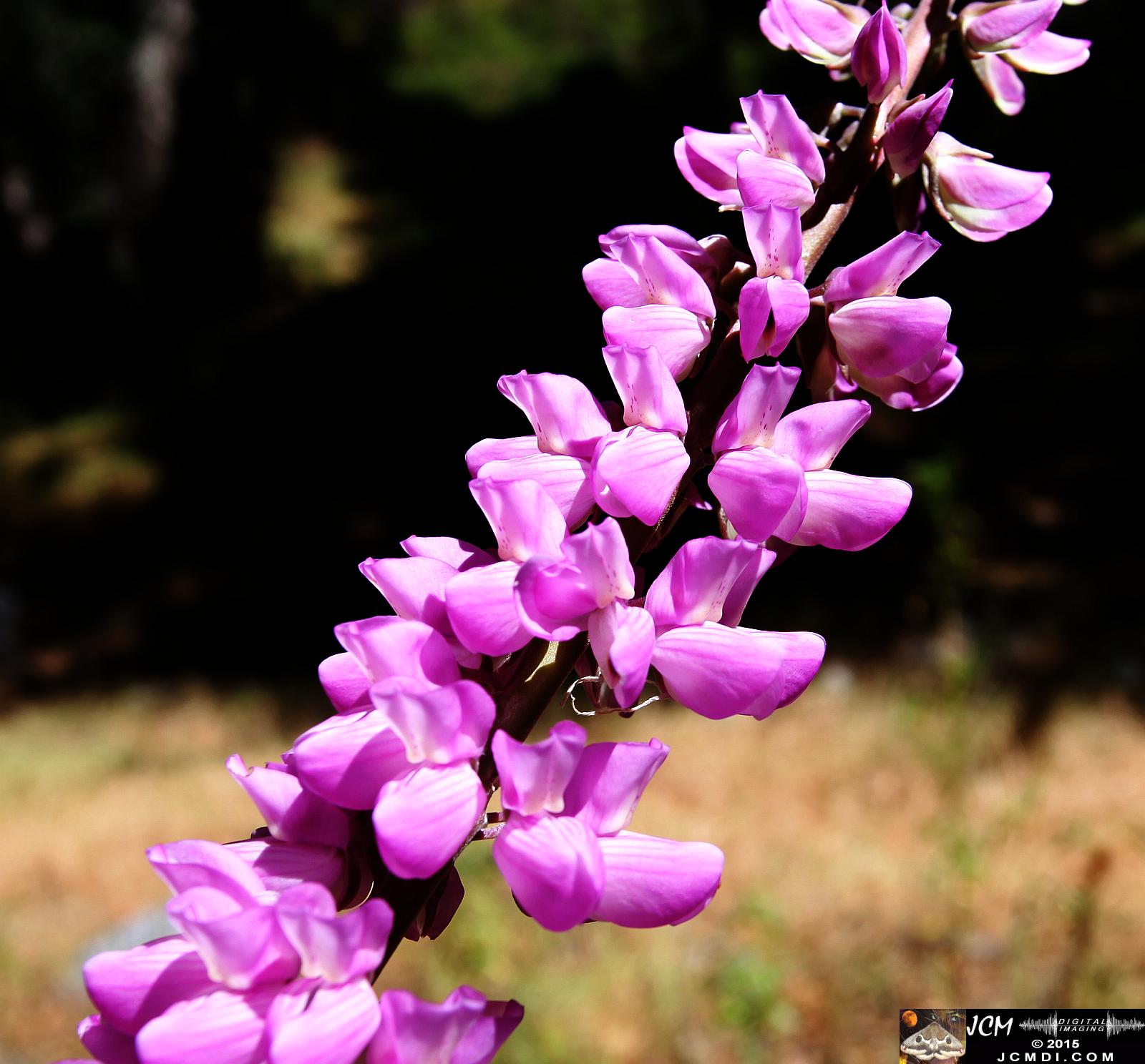 Whitney Canyon Hike purple flower stem